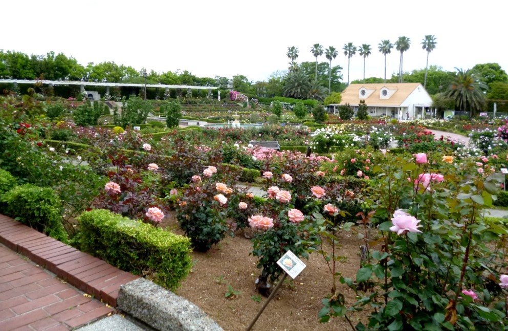「谷津バラ園」でバラ開花待ち 見頃は5月中旬ごろ