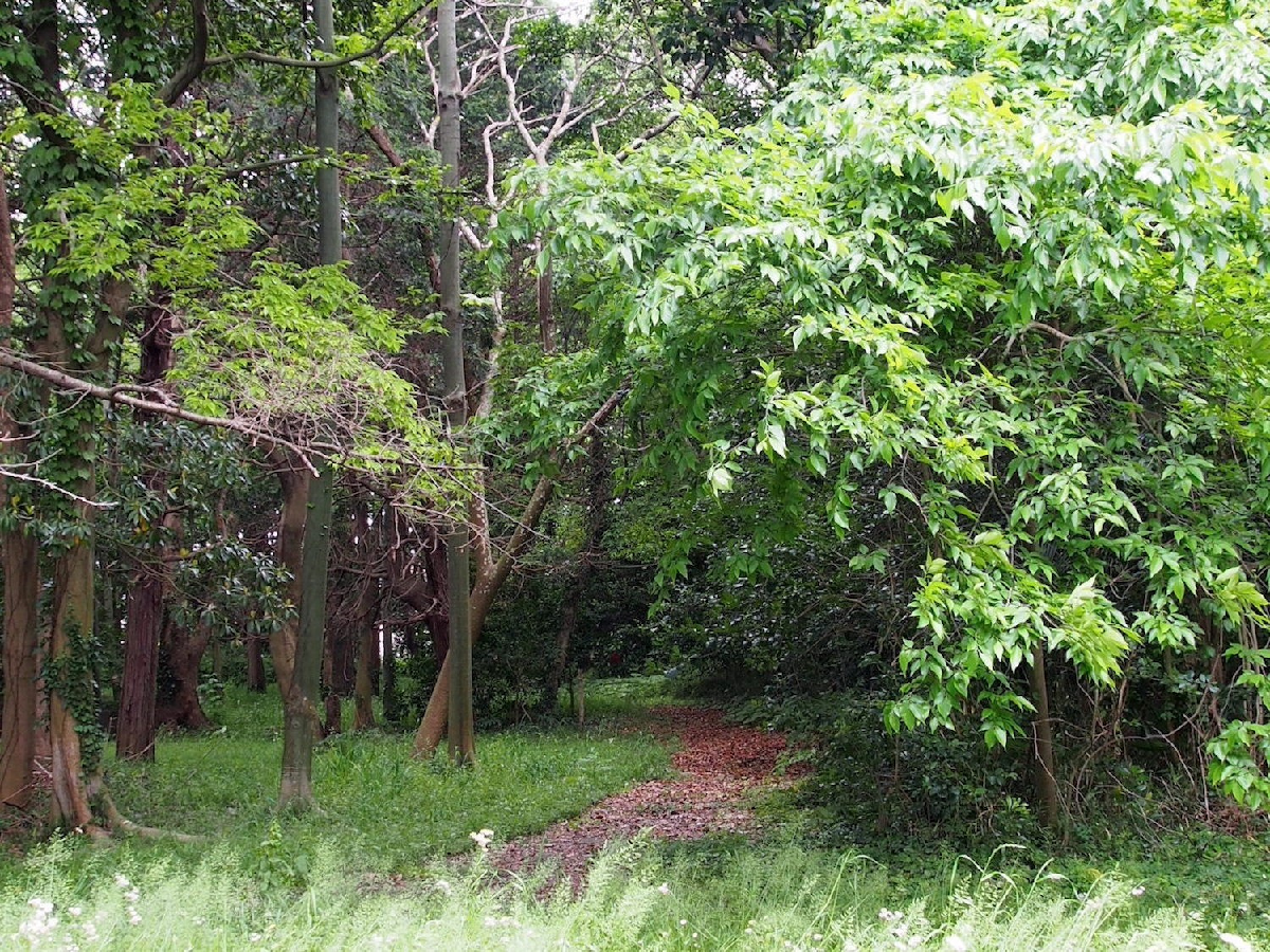 貴重な自然が残る「習志野の森」みどりの会 メンバーが「守る」活動