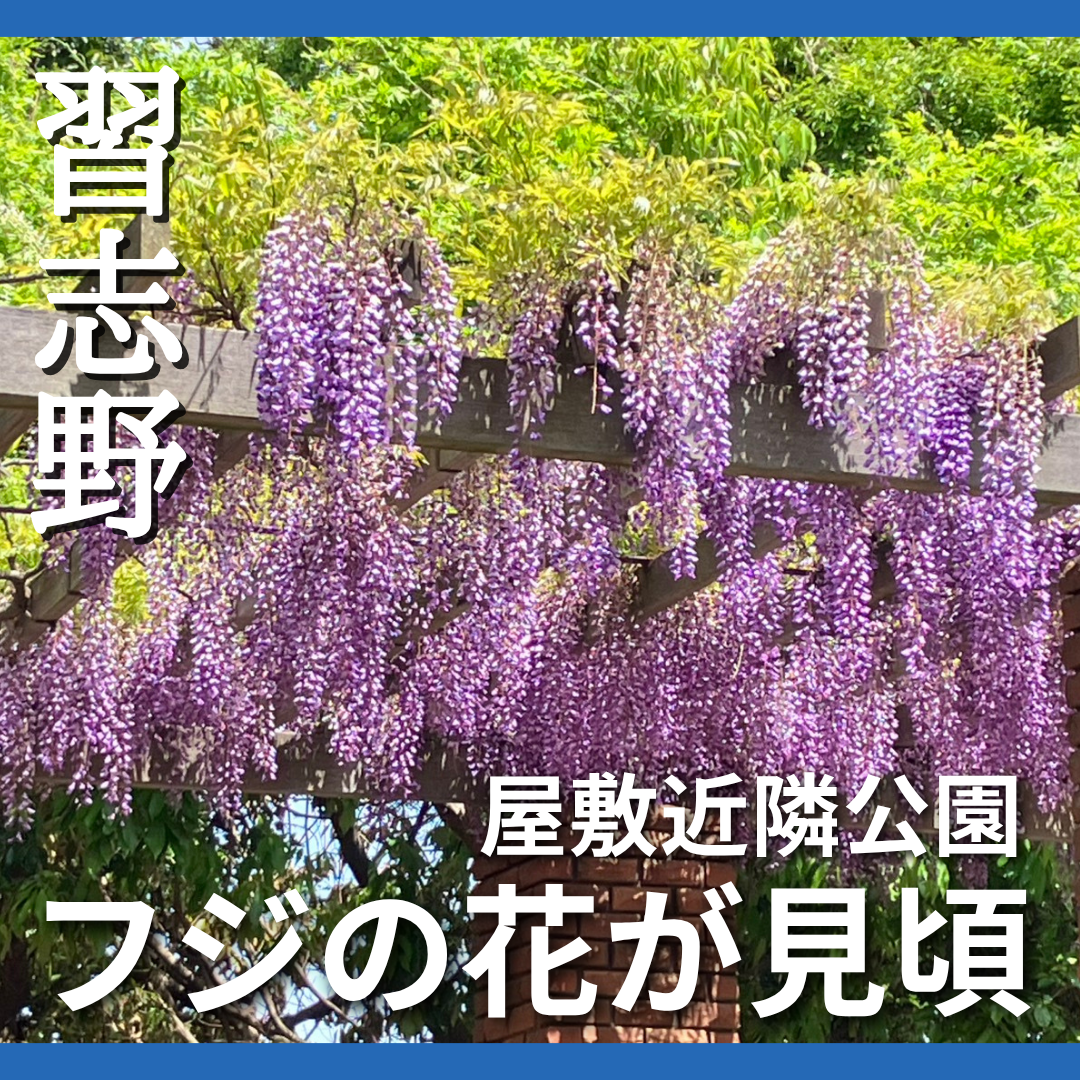 習志野・屋敷近隣公園のフジが見頃　訪れる人々を楽しませる