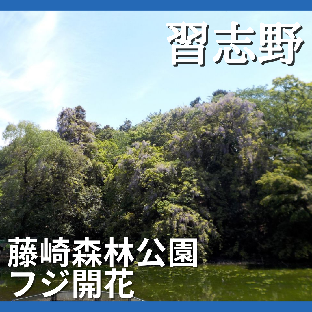 習志野市藤崎森林公園でフジが開花