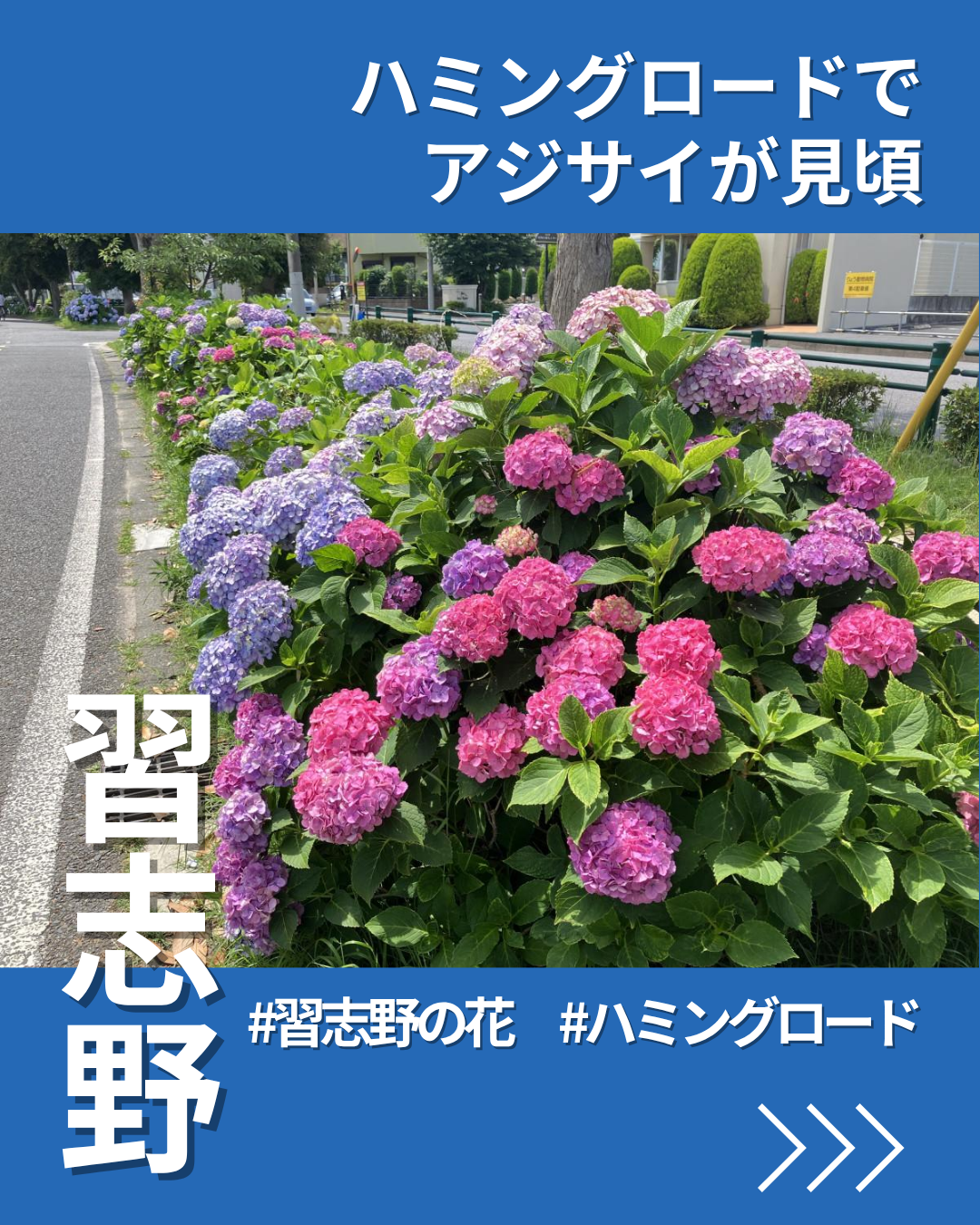 習志野の市花・アジサイ、ハミングロードで見頃に