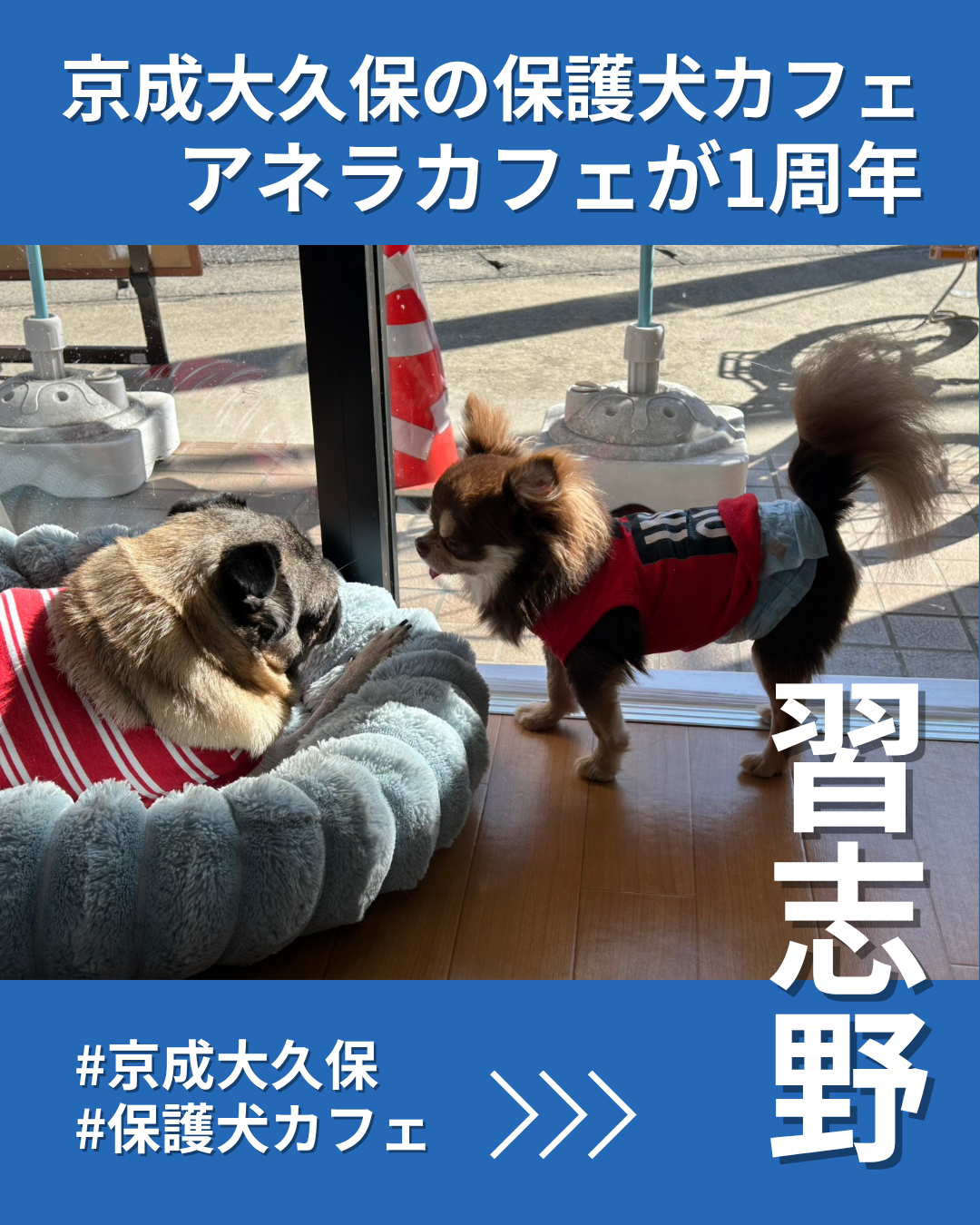 京成大久保のアネラカフェが1周年 保護犬と触れ合い、就労支援も